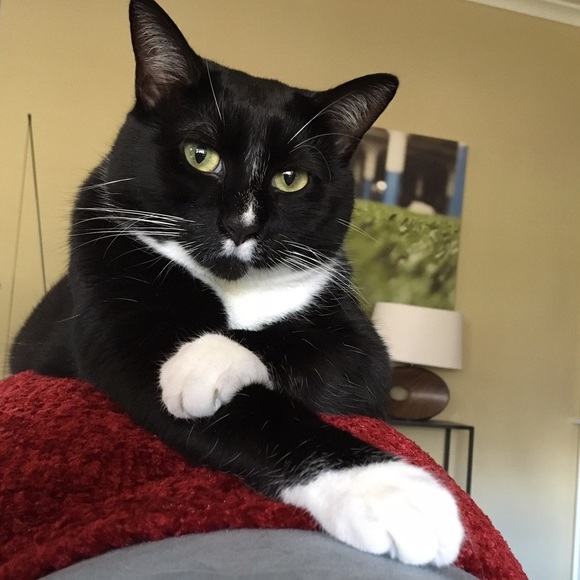 Meet your Posher, Veronika - Picture 5 of 5